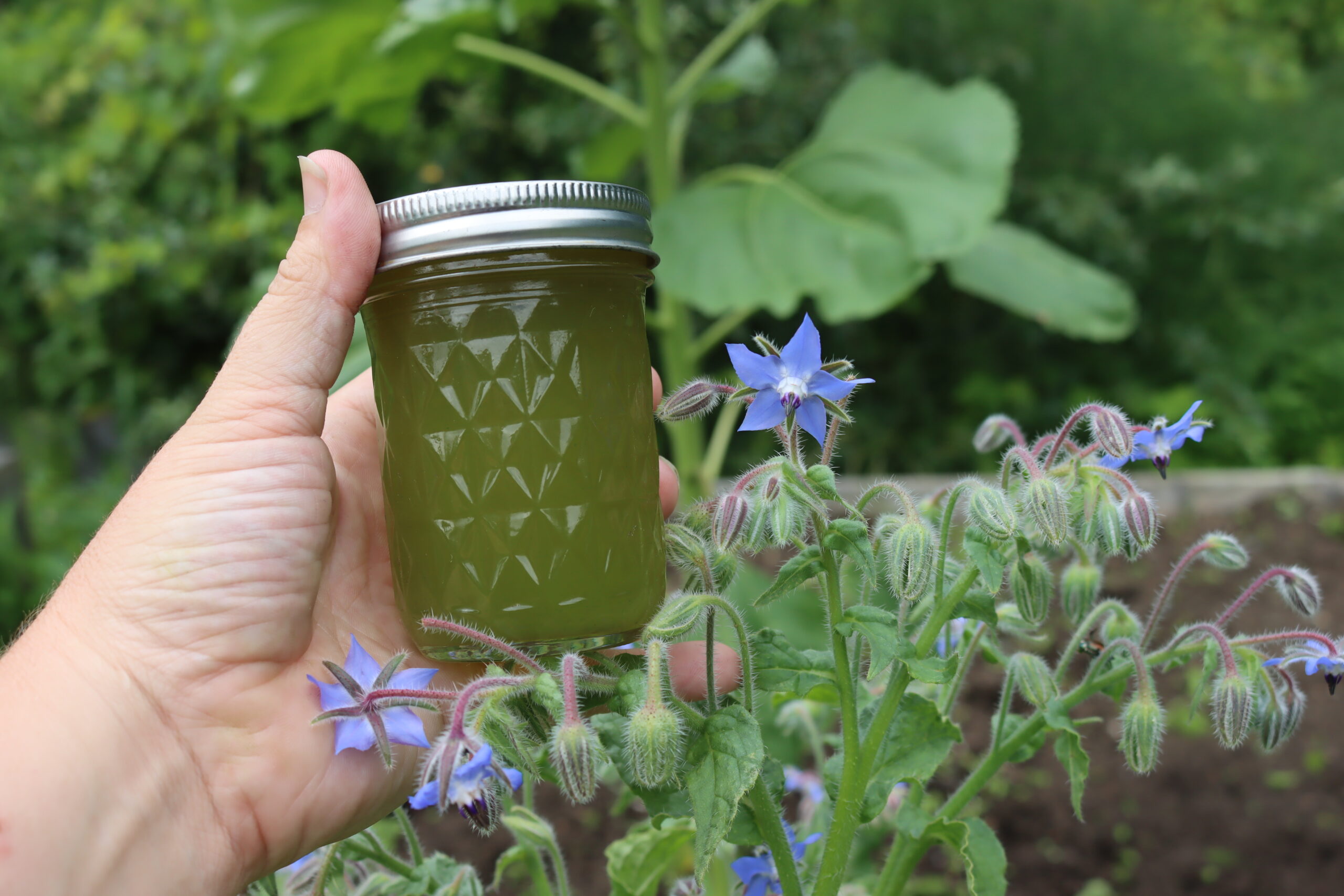 Borage Jelly