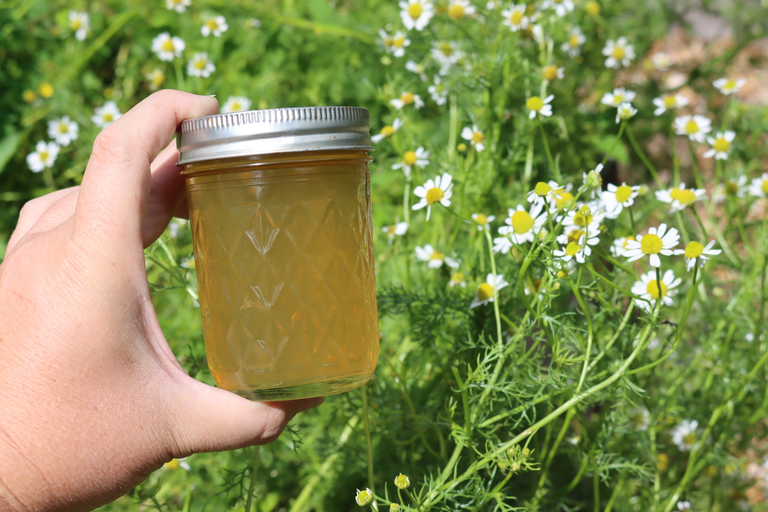 Chamomile Jelly