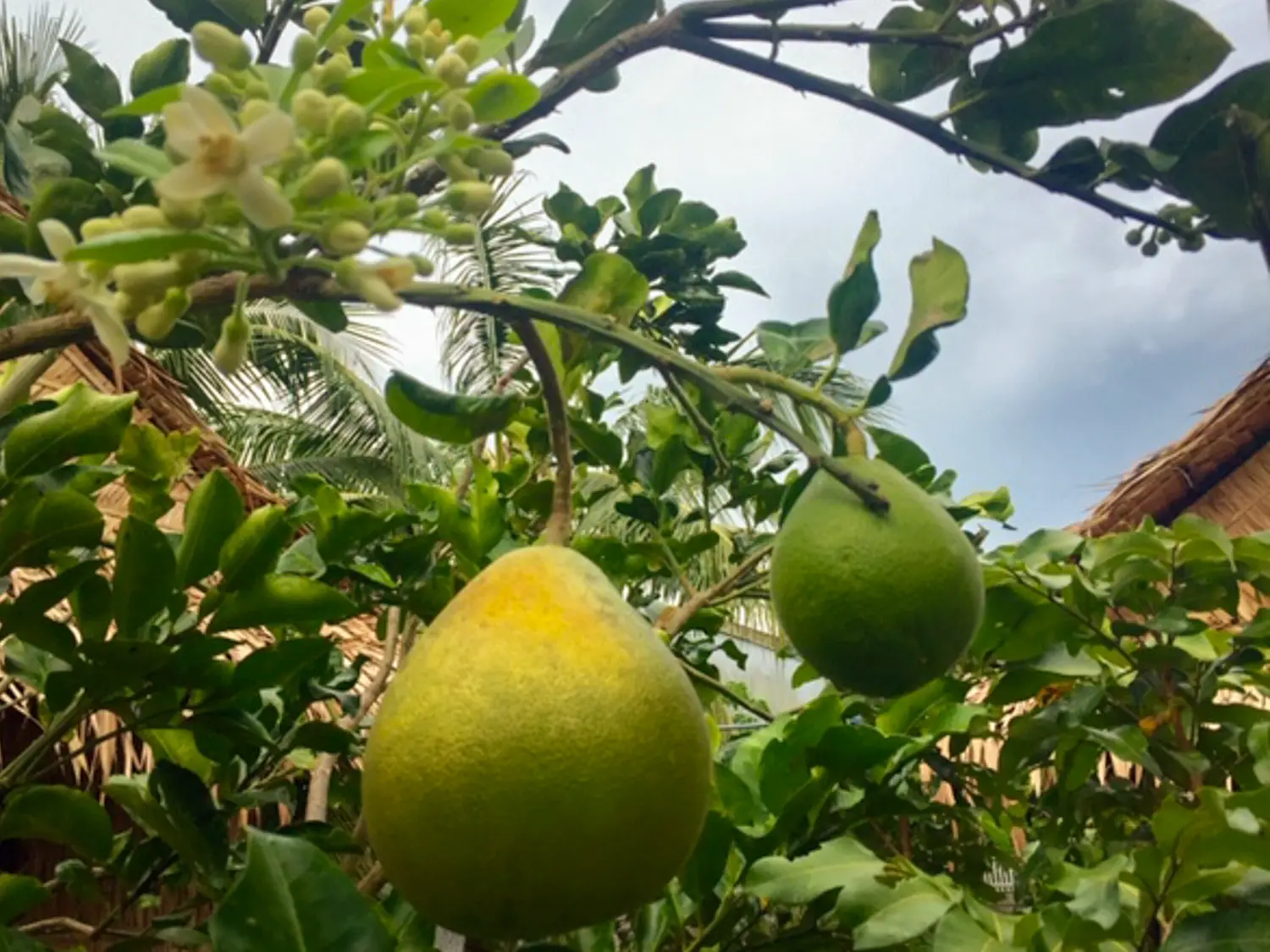 What is Pomelo Fruit? A Guide to This Refreshing Citrus Fruit