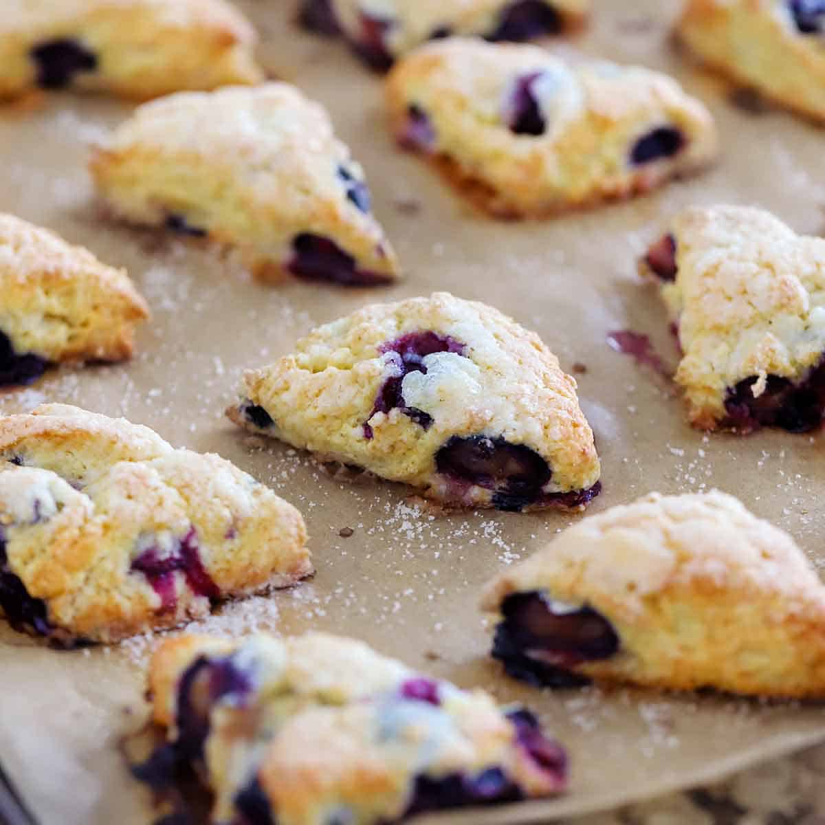 Square side view of mini blueberry scones on a parchment covered baking sheet.