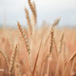 How Healthy Are Ancient Grains? 