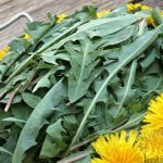 Dandelion Recipes... or How I Stopped Worrying & Started Eating My Lawn