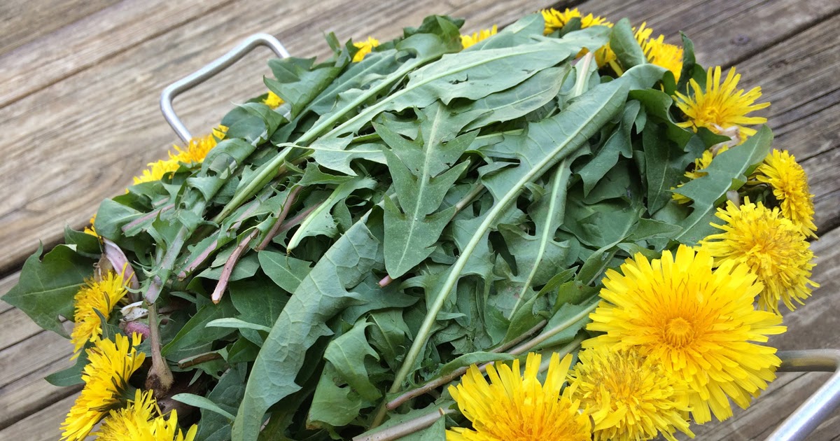 Dandelion Recipes... or How I Stopped Worrying & Started Eating My Lawn