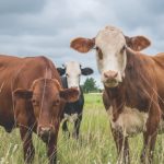 Cows In The Field