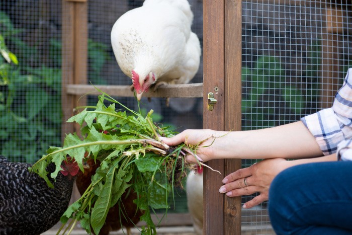 Free-Range Chicken Eating