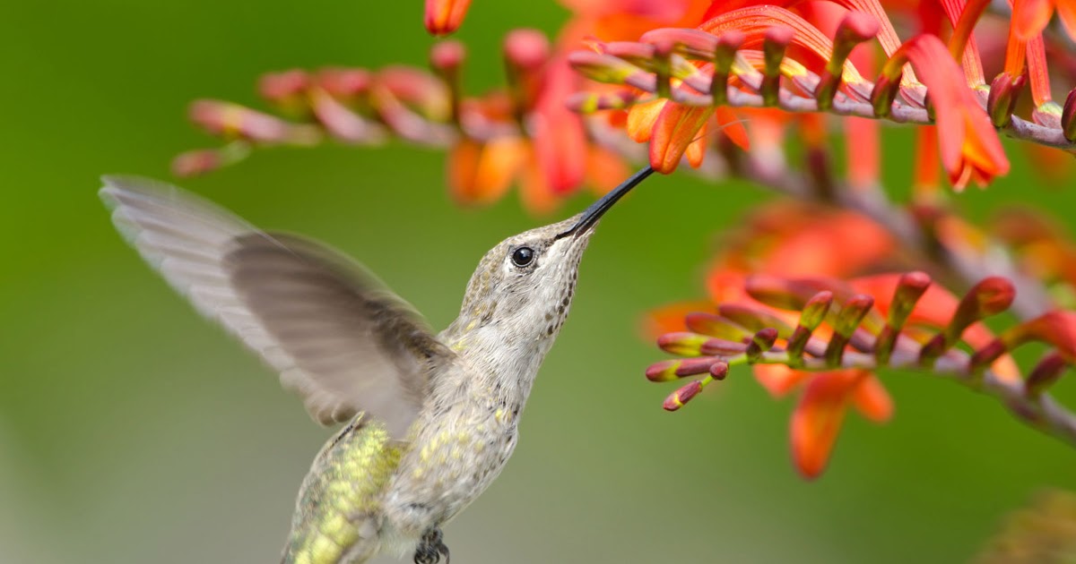 Planting a Pollinator Garden for your local bees, butterflies, birds & other pollinators