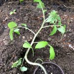 Trench planting tomatoes for Epic Root Growth & Strong Plants