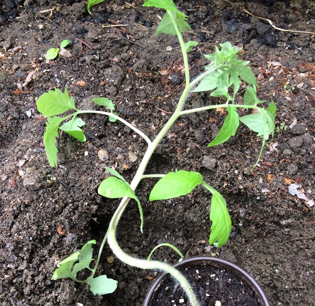 Trench planting tomatoes for Epic Root Growth & Strong Plants