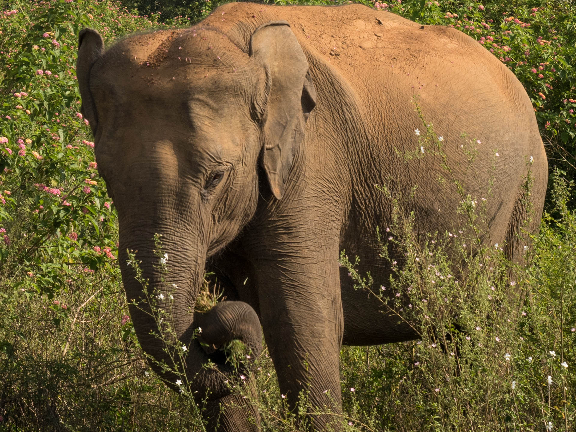 Our Epic Sri Lankan Udawalawe Safari