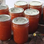 Nine half pints of tomato sauce cooling on a brown towel.