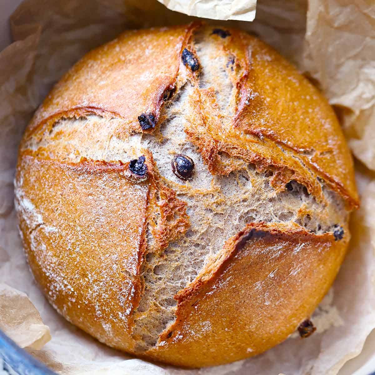 Square photo of a loaf of no knead cinnamon raisin bread on parchment paper in a Dutch oven.