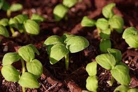 Gardening, Page Three. Seed Starters.